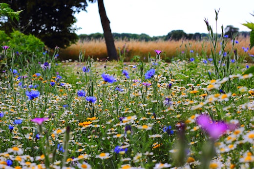 Field of flowers